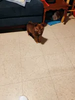 Rosie, a female Pomeranian for sale in Williamsburg, KY – Photo 5 of 5