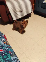 Rosie, a female Pomeranian for sale in Williamsburg, KY – Photo 2 of 5