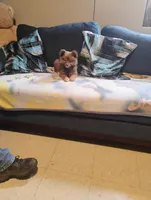 Rosie, a female Pomeranian for sale in Williamsburg, KY – Photo 4 of 5