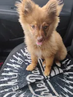 Rosie, a female Pomeranian for sale in Williamsburg, KY – Photo 1 of 5