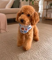Tommy, a male Poodle - Toy  for sale in Haines City, FL – 1 of 5