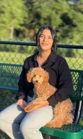 Tommy, a male Poodle - Toy  for sale in Haines City, FL – 5 of 5