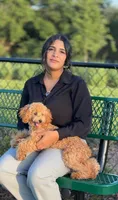 Tommy, a male Poodle - Toy  for sale in Haines City, FL – 4 of 5