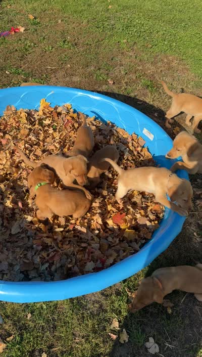 American Fox red female, a female Labrador Retriever for sale in Tripoli, IA – 4 of 4