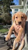 American Fox red lab , a male Labrador Retriever for sale in Tripoli, IA – 3 of 6