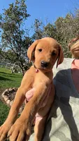 American Fox red female, a female Labrador Retriever for sale in Tripoli, IA – 3 of 4