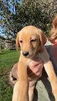 American Fox red lab , a male Labrador Retriever for sale in Tripoli, IA – 4 of 6