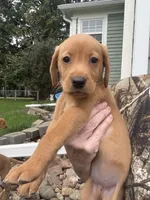 American Fox red female, a female Labrador Retriever for sale in Tripoli, IA – 2 of 4
