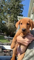 American Fox red lab , a male Labrador Retriever for sale in Tripoli, IA – 5 of 6