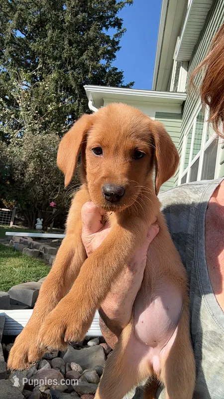 American Fox red female – Labrador Retriever puppy for sale in Tripoli, IA