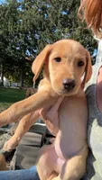 American Fox red lab , a male Labrador Retriever for sale in Tripoli, IA – 6 of 6