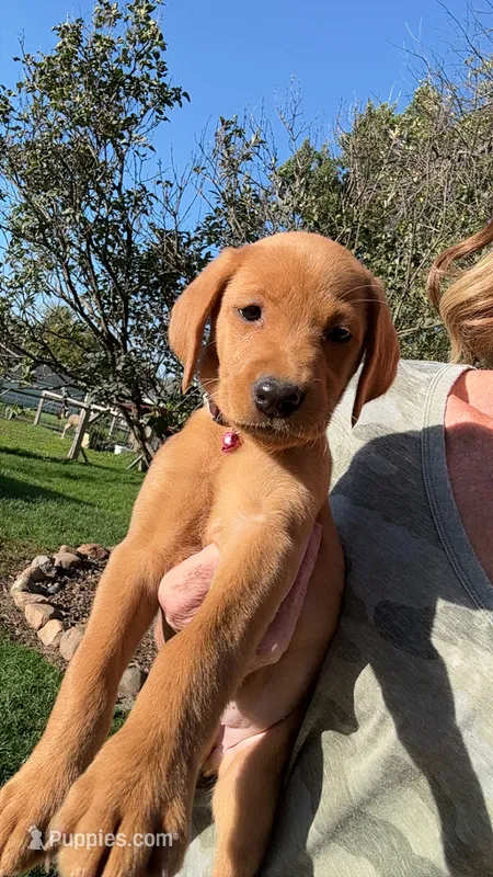 American Fox red lab  – Labrador Retriever puppy for sale in Tripoli, IA