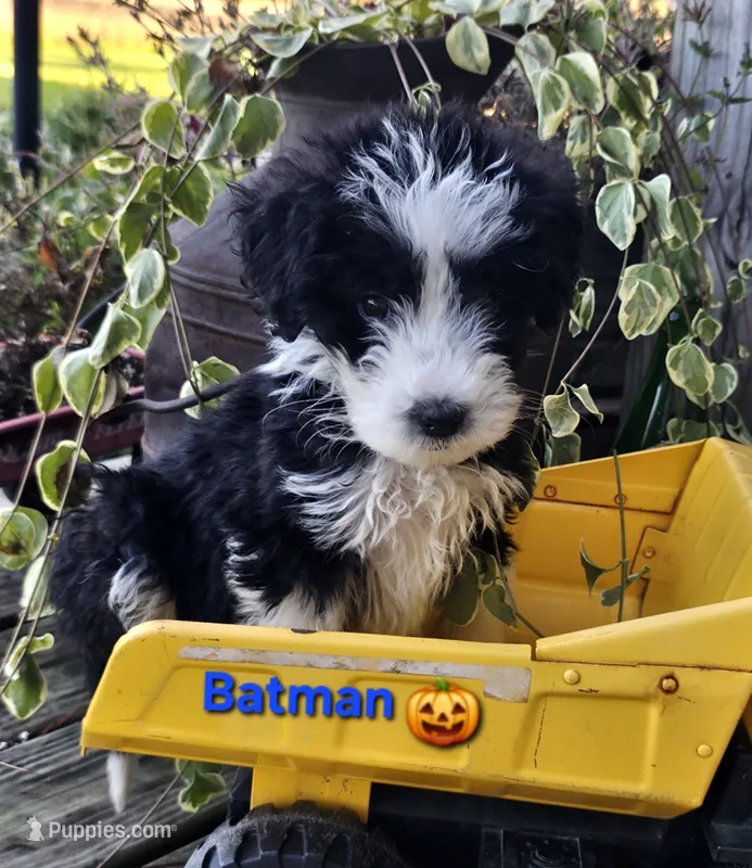 Batman – Aussiedoodle puppy for sale in Minerva, OH