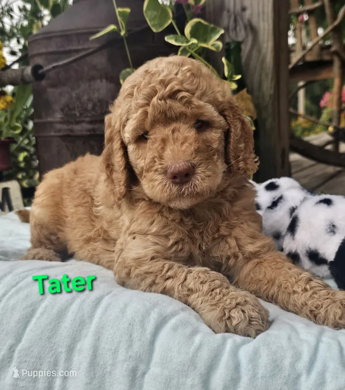 Tater – Goldendoodle puppy for sale in Minerva, OH