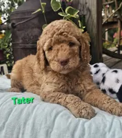 Tater, a male Goldendoodle for sale in Minerva, OH – 1 of 1
