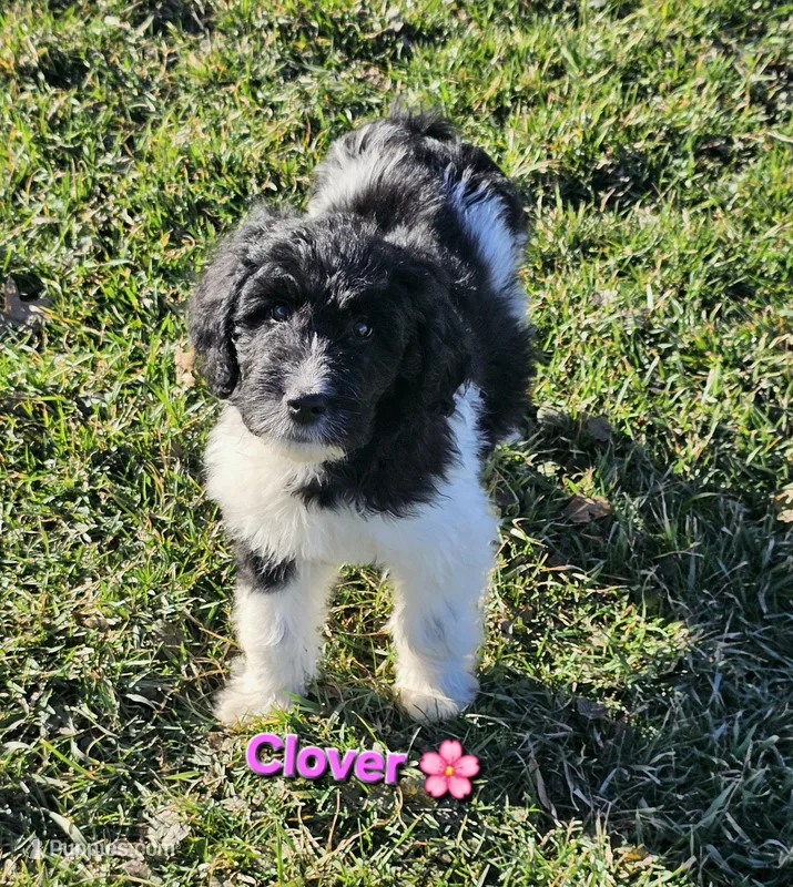 Clover  – Goldendoodle puppy for sale in Minerva, OH