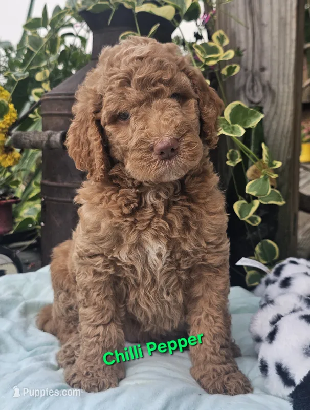 Chilli Pepper – Goldendoodle puppy for sale in Minerva, OH