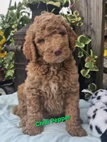 Chilli Pepper, a male Goldendoodle for sale in Minerva, OH – 1 of 1