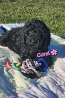 Coral, a female Goldendoodle for sale in Minerva, OH – 1 of 1