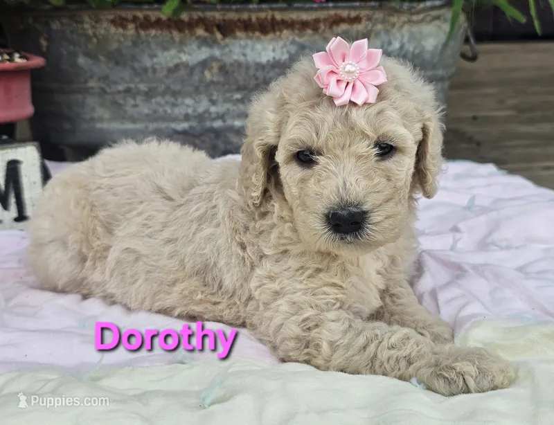 Dorothy  – Goldendoodle puppy for sale in Minerva, OH
