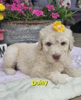 Daisy, a female Goldendoodle for sale in Minerva, OH – 1 of 1