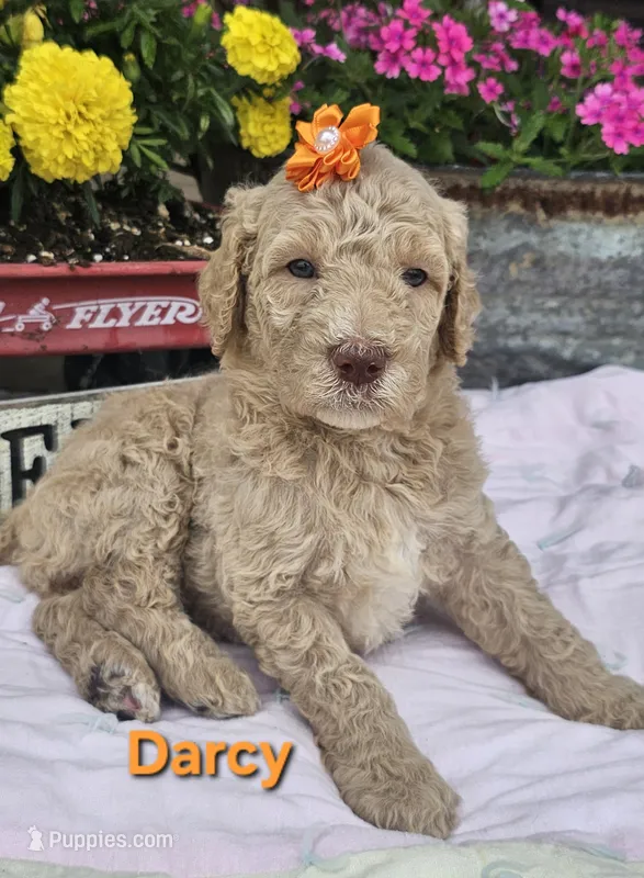 Dracy – Goldendoodle puppy for sale in Minerva, OH