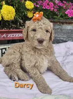 Dracy, a female Goldendoodle for sale in Minerva, OH – 1 of 1