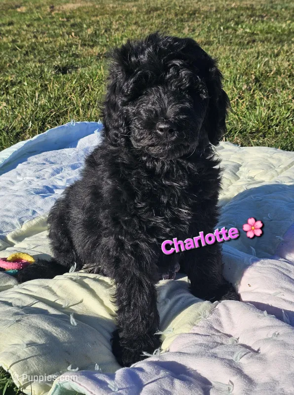 Charlotte – Goldendoodle puppy for sale in Minerva, OH