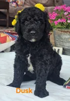 Dusk, a male Goldendoodle for sale in Minerva, OH – 1 of 1