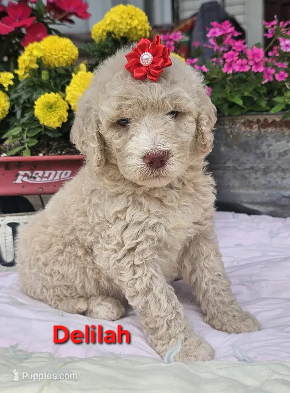 Delilah  – Goldendoodle puppy for sale in Minerva, OH