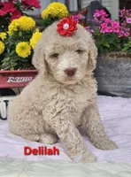 Delilah , a female Goldendoodle for sale in Minerva, OH – 1 of 1