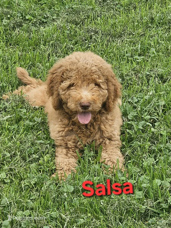 Salsa – Goldendoodle puppy for sale in Minerva, OH