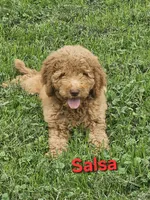 Salsa, a female Goldendoodle for sale in Minerva, OH – 1 of 1