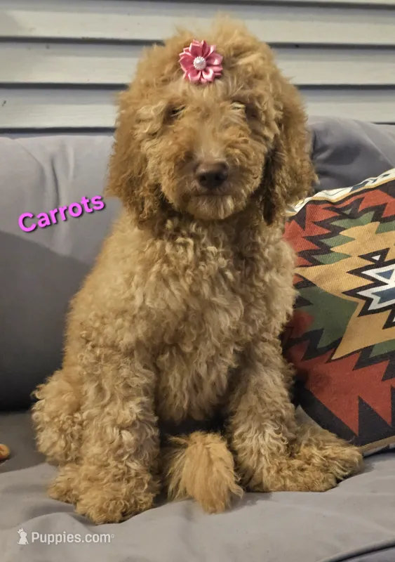 Carrots – Goldendoodle puppy for sale in Minerva, OH