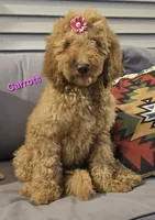 Carrots, a female Goldendoodle for sale in Minerva, OH – 1 of 1