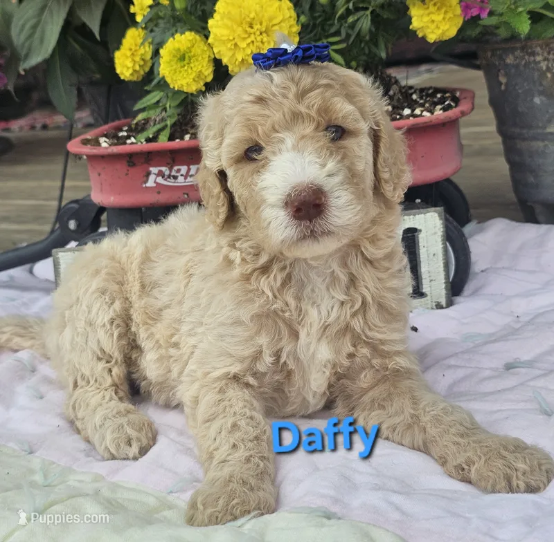 Daffy – Goldendoodle puppy for sale in Minerva, OH