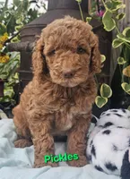 Pickles, a male Goldendoodle for sale in Minerva, OH – 1 of 1