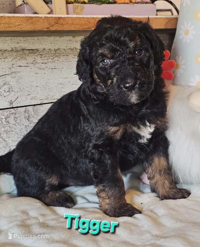 Tigger  – Goldendoodle puppy for sale in Minerva, OH