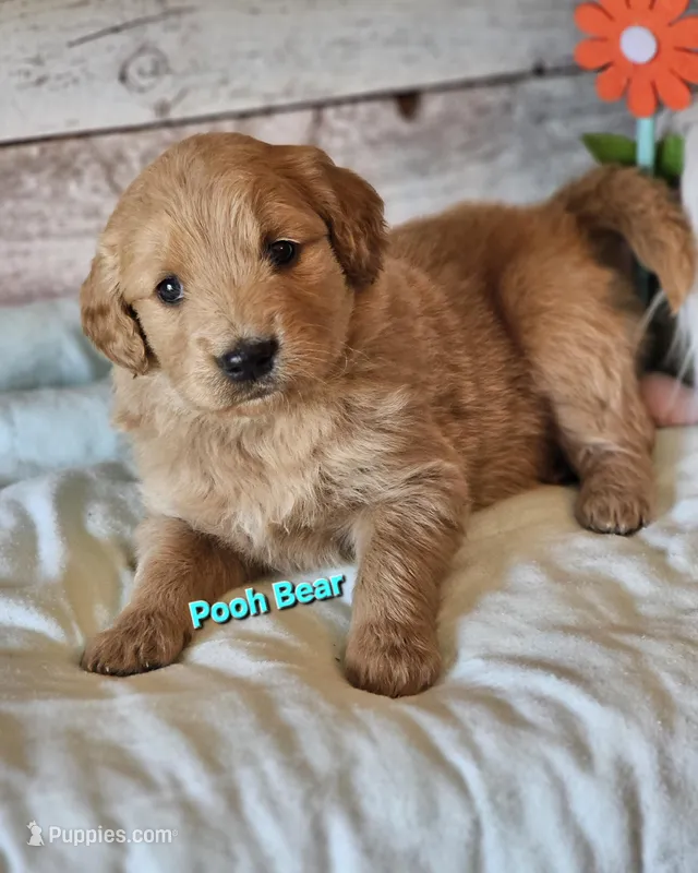 Pooh Bear, a male Goldendoodle for sale in Minerva, OH – Photo 1 of 1