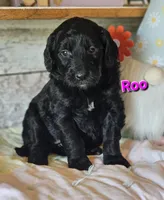 Roo, a female Goldendoodle for sale in Minerva, OH – 1 of 1