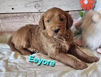 Eeyore, a male Goldendoodle for sale in Minerva, OH – 1 of 1