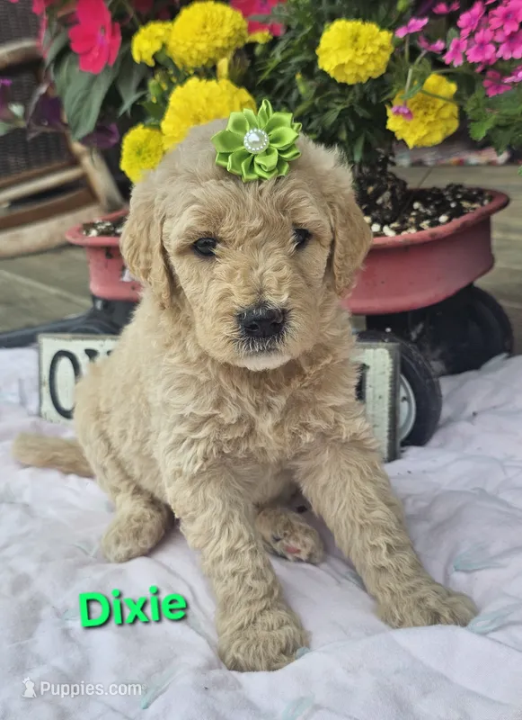 Dixie  – Goldendoodle puppy for sale in Minerva, OH