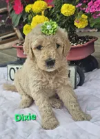 Dixie , a female Goldendoodle for sale in Minerva, OH – 1 of 1