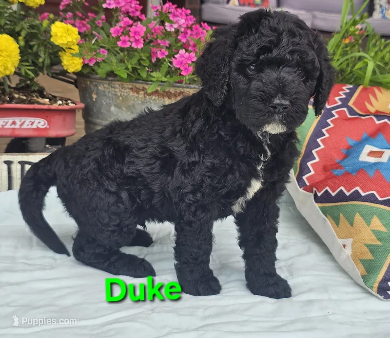 Duke – Goldendoodle puppy for sale in Minerva, OH