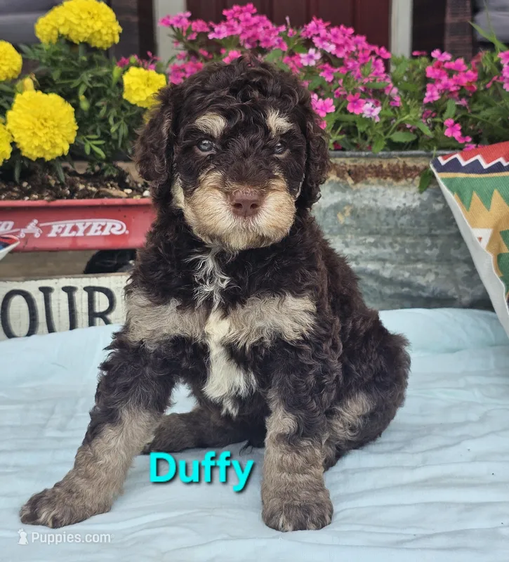 Duffy – Goldendoodle puppy for sale in Minerva, OH