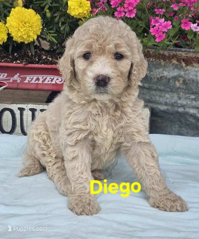 Diego – Goldendoodle puppy for sale in Minerva, OH