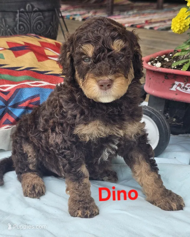 Dino – Goldendoodle puppy for sale in Minerva, OH