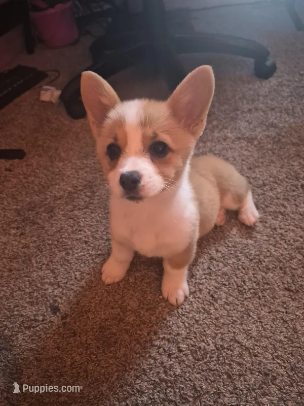 Nyx – Pembroke Welsh Corgi puppy for sale in Irvington, IL