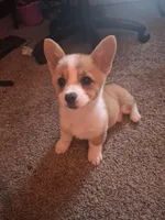 Nyx, a female Pembroke Welsh Corgi for sale in Irvington, IL – Photo 1 of 4