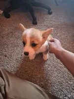 Nyx, a female Pembroke Welsh Corgi for sale in Irvington, IL – Photo 4 of 4